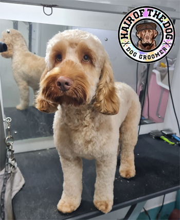 dog grooming wales